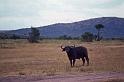 WT 1400 198-14 Kenya